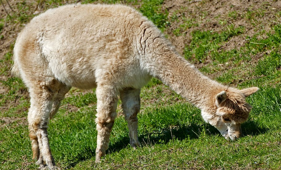 Diet Peru Alpaca, herbivore